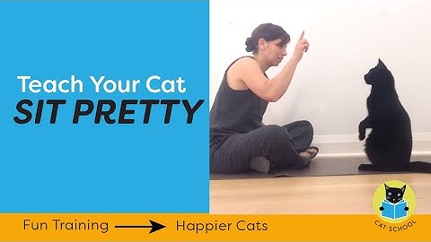 Clicker Train Your Cat To Balance On Their Back Paws