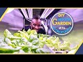 How to grow lettuce indoors all year with a diy hydroponic system