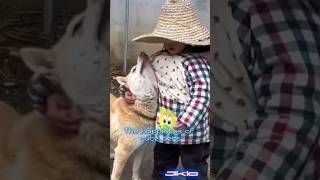 动物们的生活乐趣🦒The joy of animals' lives #music #newmusic #funny #sendyourlove #send #cat #edms #cute