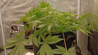 Week 7 Spider Farmer G3000 medical marijuana grow.  Gorilla Cookies weekly update Pure Instinto Seed