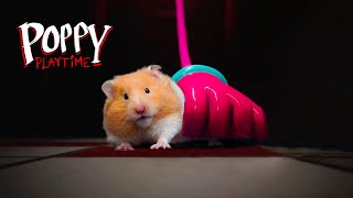 Hamsters Get Lost In The World's Largest Poppy Playtime Maze  Hamster Maze in real life