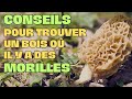 Conseils pour trouver un bois o il y a des morilles  morilles morilles 2024