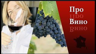 Французское Вино l Бургундия или Бордо Разница l Дегустация Как l Белое Красноe l Эльзас