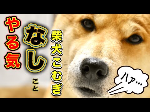 どうした！？柴犬こむぎ【あるじのステップ】三浦半島ジブリ