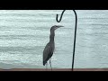 How did that fit down its throat?  Huge Fish Lunch for Big Blue Heron - Lake Conroe Texas!