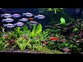 Planted community aquarium ft schooling blue emperor tetras inpaichthys kerri