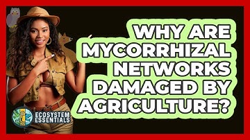 Why Are Mycorrhizal Networks Damaged By Agriculture? - Ecosystem Essentials