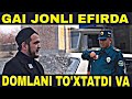 Gailar jonli efirda domlani to'xtatib tanib qolishdi | Sardor domla