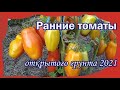 Раннеспелые томаты 2021.