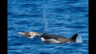 Beaked Whale Pursuit by the Bremer Canyon Orcas