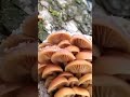 зимние опята #грибы