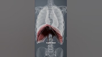 THE DIAPHRAGM BREATHING