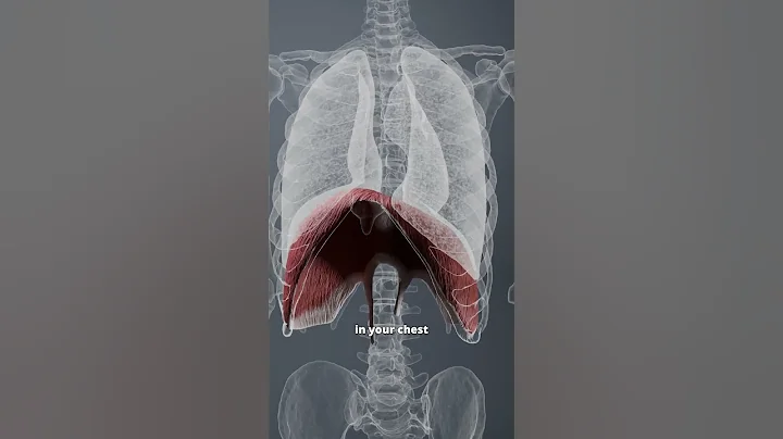 THE DIAPHRAGM BREATHING