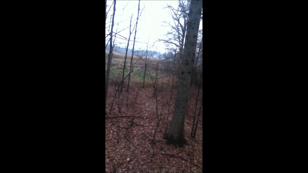Morning hunting at Tyler's part 2