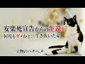 生きてくれてありがとう。安楽◯と言われた猫が6歳になった。