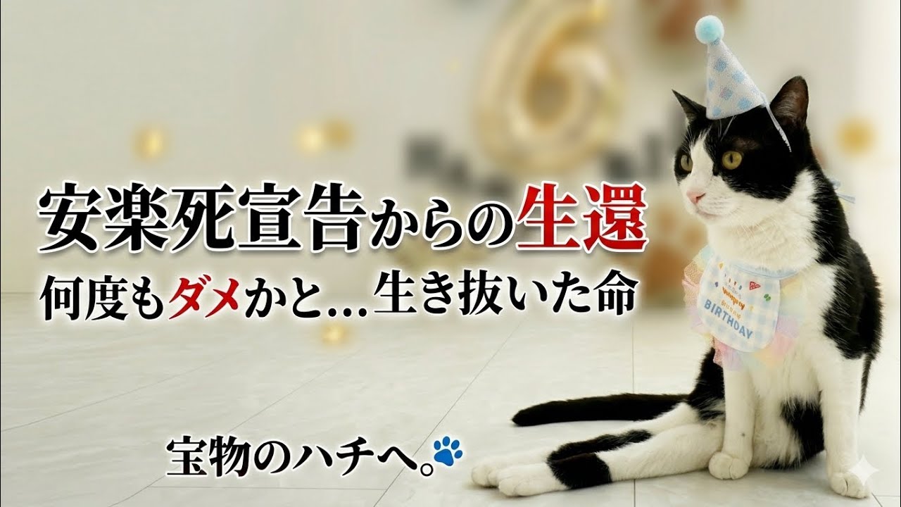 生きてくれてありがとう。安楽◯と言われた猫が6歳になった。