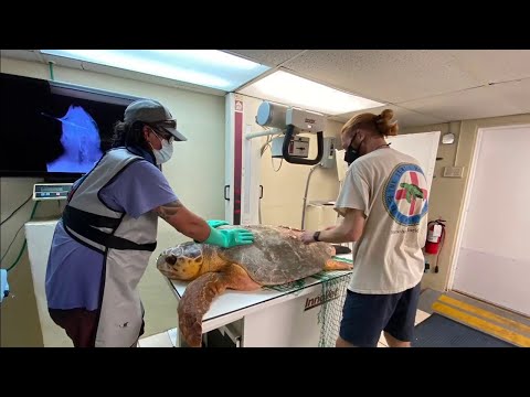 Saving sea turtles is a mission for a South Florida hospital — and you can help