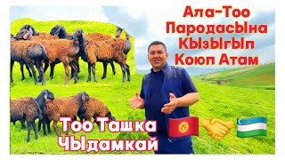 Ала-Тоо Пародасы Тоо ташка чыдамкай Дейт Фермер Алмаз агабыз@АЛАТОО-001 