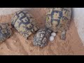 أنثى السلحفاة تبيض في البيت.Female tortoise lay eggs at home