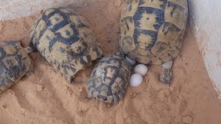 أنثى السلحفاة تبيض في البيت.Female tortoise lay eggs at home