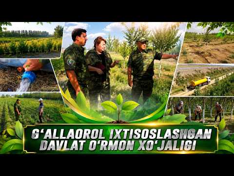 G‘allaorol ixtisoslashgan davlat o‘rmon xo‘jaligi II Yashil olam