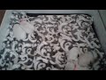 Westie Puppies Livestresam - 26 day old