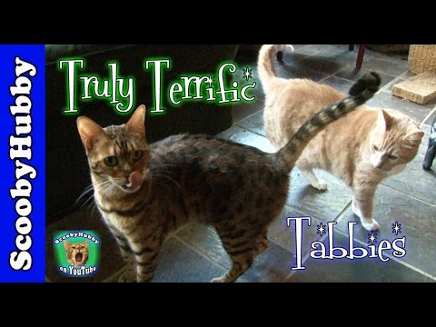 Truly Terrific Tabbies