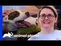 PJ The Adorable Puppy Finds The Loving Home He Deserves | Pit Bulls & Parolees