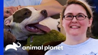 PJ The Adorable Puppy Finds The Loving Home He Deserves | Pit Bulls & Parolees