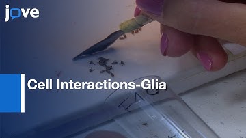 MultiColor FlpOut Technique: High Resolution Single Cell Morphologies-Drosophila l Protocol Preview