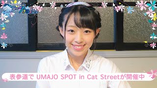 菊花賞 メンバーの推し馬発表＆UMAJO SPOT in Cat Streetレポート