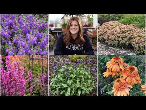 Video: Groeiende vaste planten in zone 5: Zone 5 vaste planten voor de tuin kiezen
