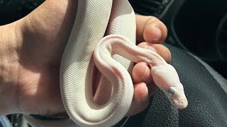 Welcoming 2 New Ball Pythons (Simple & Cheap Temporary enclosure Setup for New Ball Pythons)