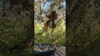 Cardinal cameo and take off at the feeder 🐦 #backyardbirds