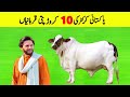 10 Most Expensive Bull Of Pakistani Cricketers | Pro Tv