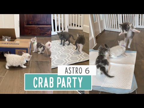 Kittens Meet Kittens    Crab Party