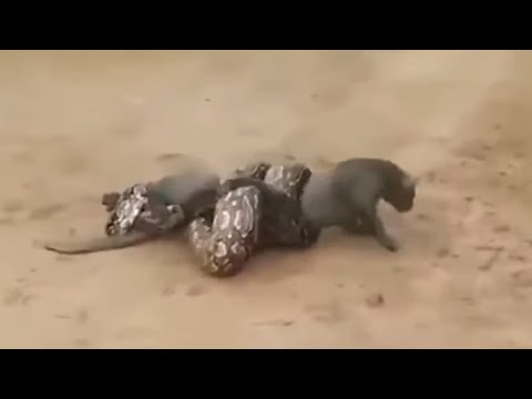 Video: ¿Los pumas comen serpientes?
