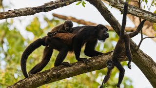Mantled Howler Monkeys: Masters of the Canopy by Familiarity With Animals (FWA) 245 views 2 weeks ago 4 minutes, 55 seconds