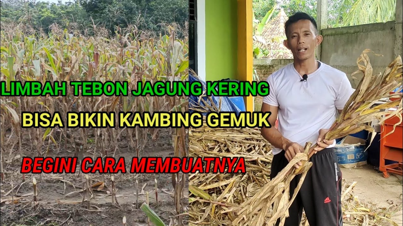 Cara Mengolah Limbah Pertanian Menjadi Pakan Berkualitas Bagus