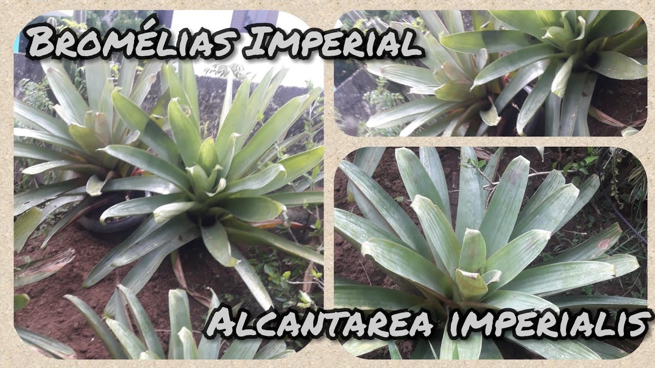 BROMELIA IMPERIAL (Alcantarea imperialis) - thptnganamst.edu.vn