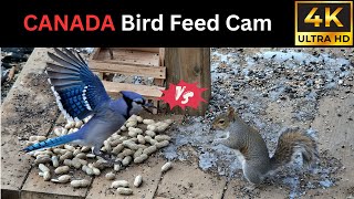 RAW Nature Sound | 4K Ultra HD Wildlife Blue Jay vs Squirrel β Who Steals the Most Peanuts