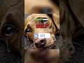 NEVER MISTREAT HIM   #sad  #dogs #dog