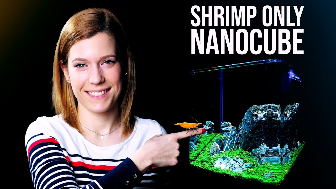 Beautiful Dennerle Nanocube with SHRIMP ONLY