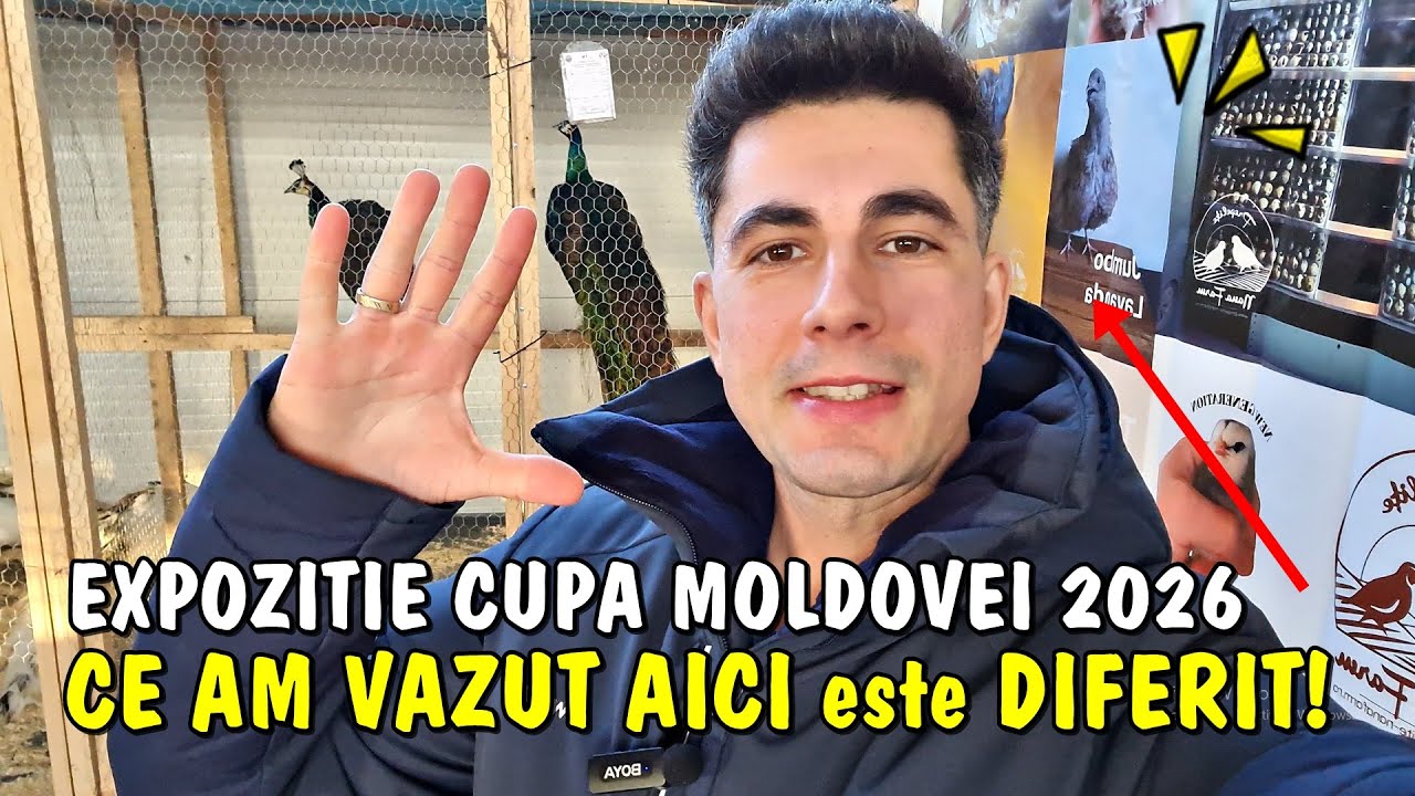 Viața la țară - Prepelițe cu fața de zombie + alte păsări exotice la Expoziția Cupa Moldovei 2026