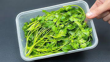 Preserve Coriander Like A PRO For 12 Months Without Effort! Amazing Tips