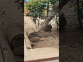 #shorts cute little Meerkats at Mysore Zoo #subscribe