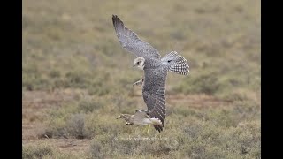 Keruwaan Hawking in Azerbaijan   HD 720p by Mark Williams  2,096 views 2 months ago 8 minutes, 14 seconds