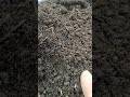 Potting Mix