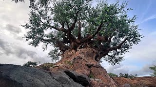 Billets Pour Walt Disney World Resort À Orlando, Floride Resimi