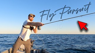 False Albacore on Fly - Highest Highs and Lowest Lows